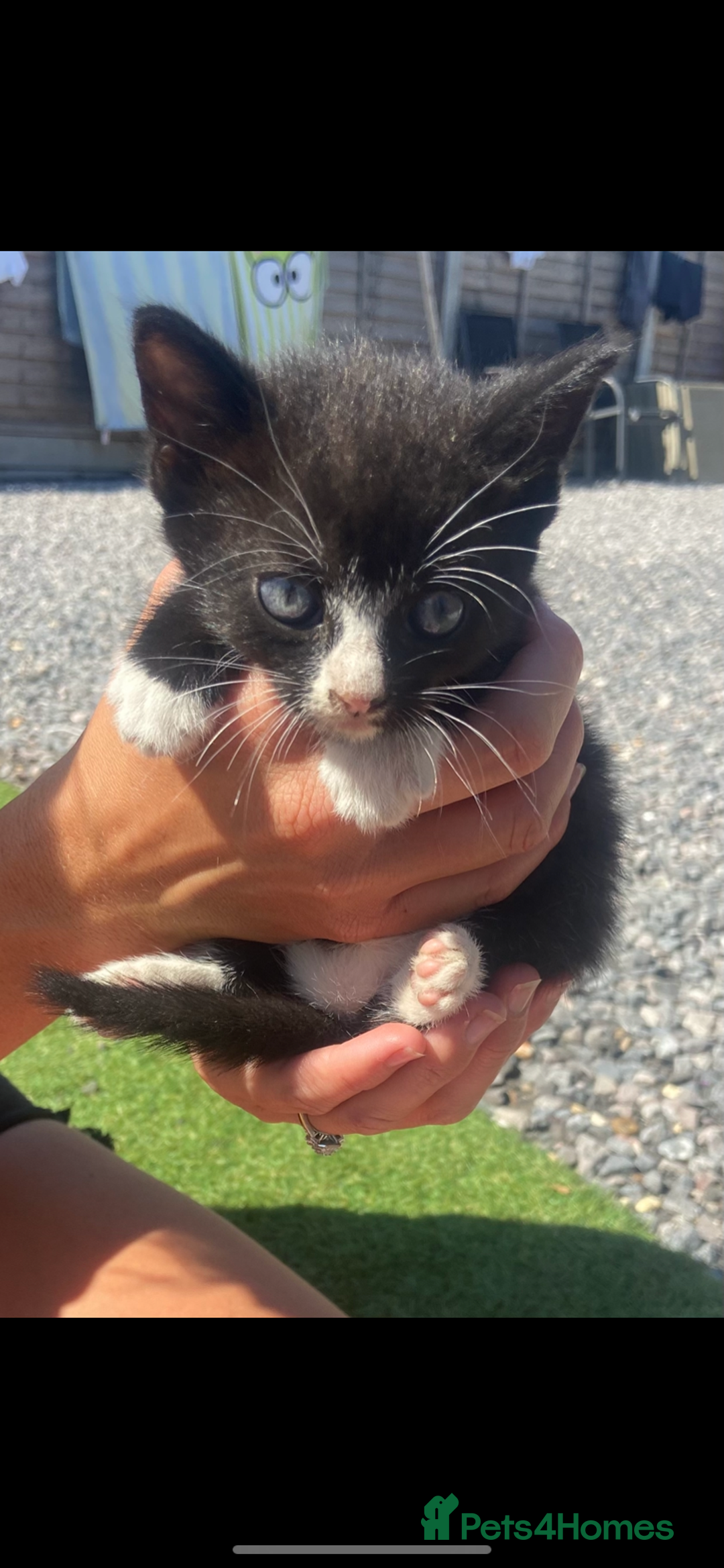 Mixed Breed cats for sale: 2 kittens for sale - Image 2