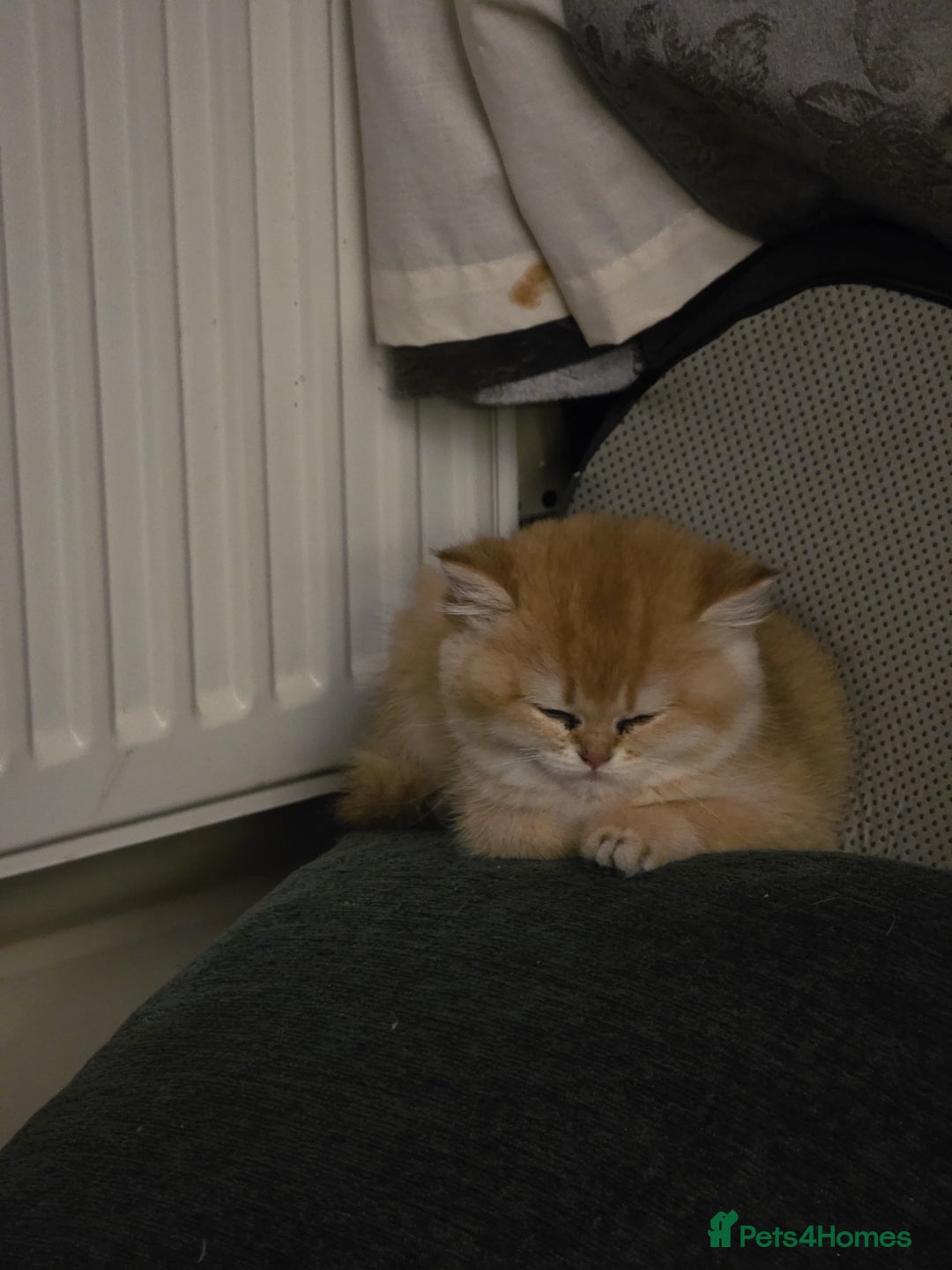 British Shorthair cats for sale: Beautiful Ruby - Advert 14