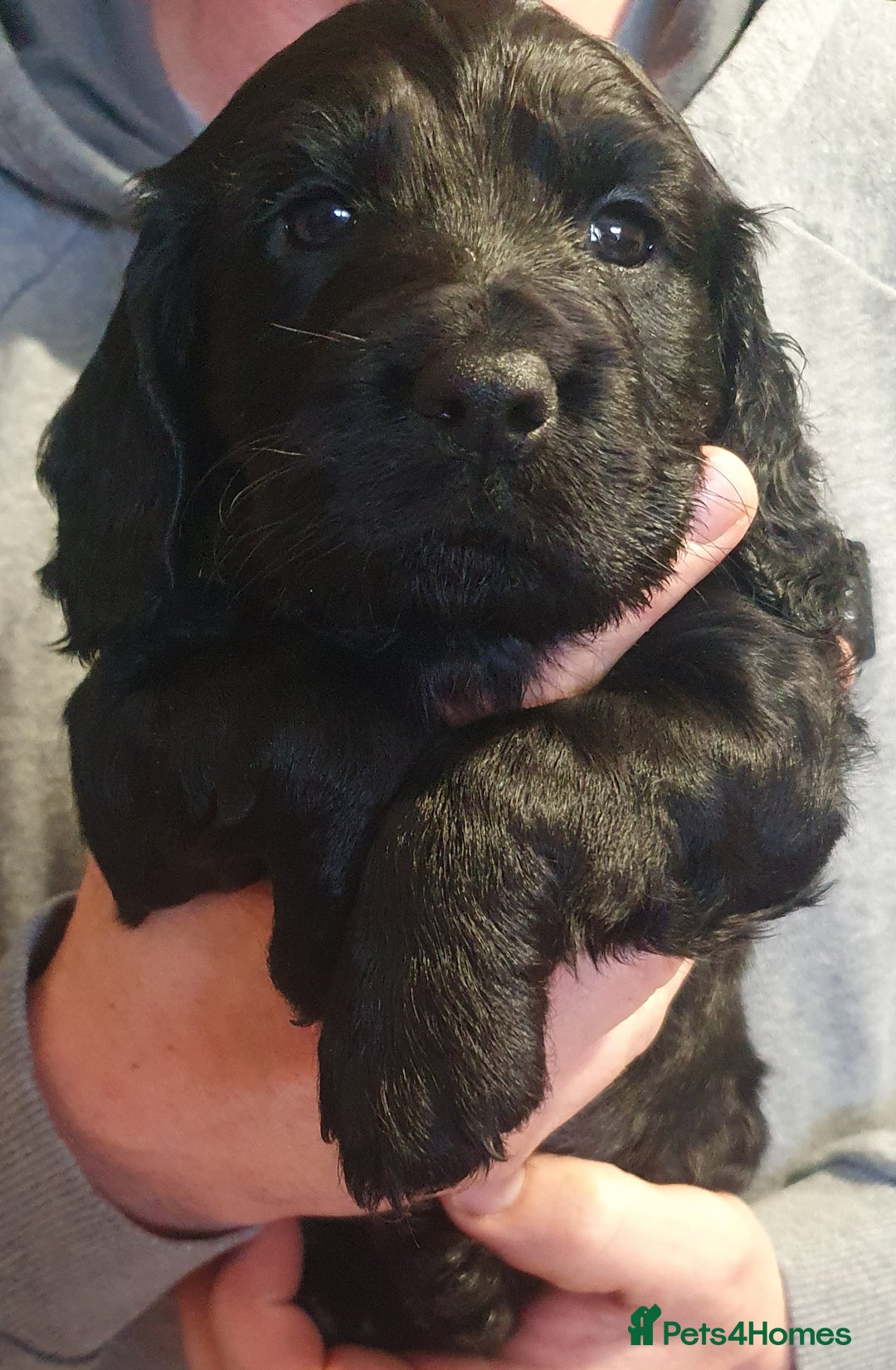 Cocker Spaniel dogs for sale: KC Registered Working Cocker Spaniel  - Advert 21