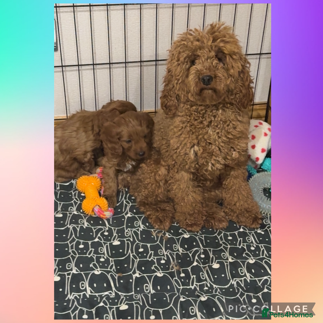 Cavapoo dogs for sale: Ready 24th December F1 Cavapoos Health clear  - Advert 2