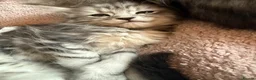 Maine Coon cats for sale: Last Beautiful Maine Coon Kitten Ready Now 🐾 - Advert 15