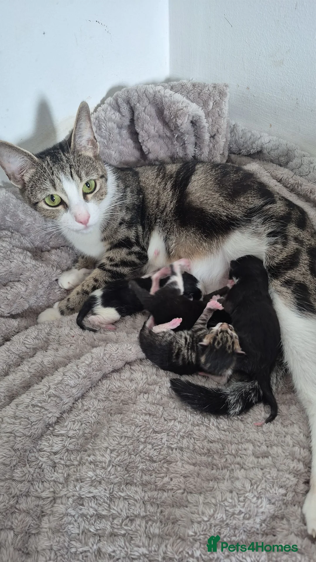 Mixed Breed cats for sale: 12 Beautiful kittens ready for their forever homes - Advert 15