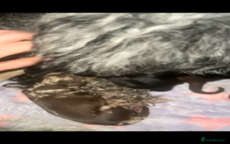 Cavapoo dogs for sale: Iconic cavapoo litter health tested parentage  - Advert 17