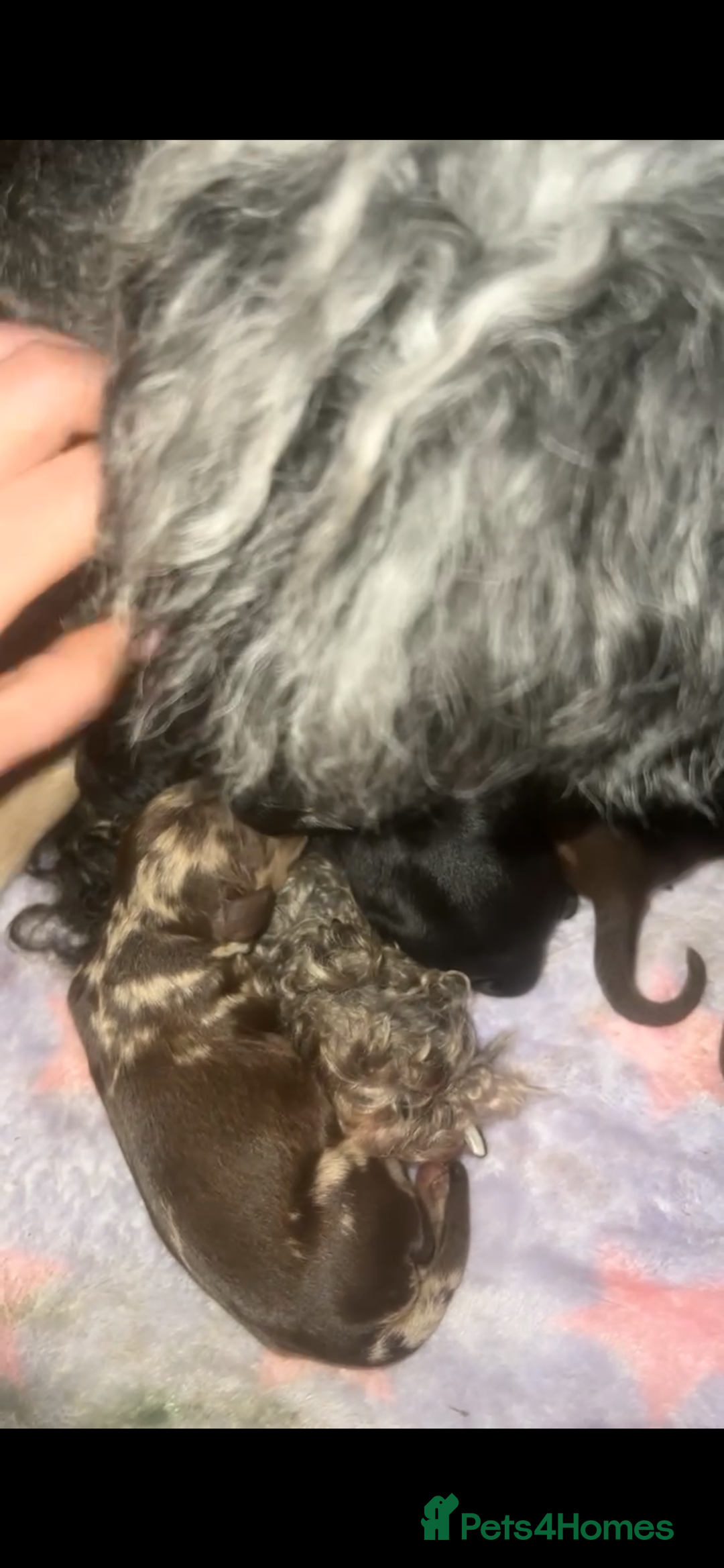 Cavapoo dogs for sale: Iconic cavapoo litter health tested parentage  - Advert 17