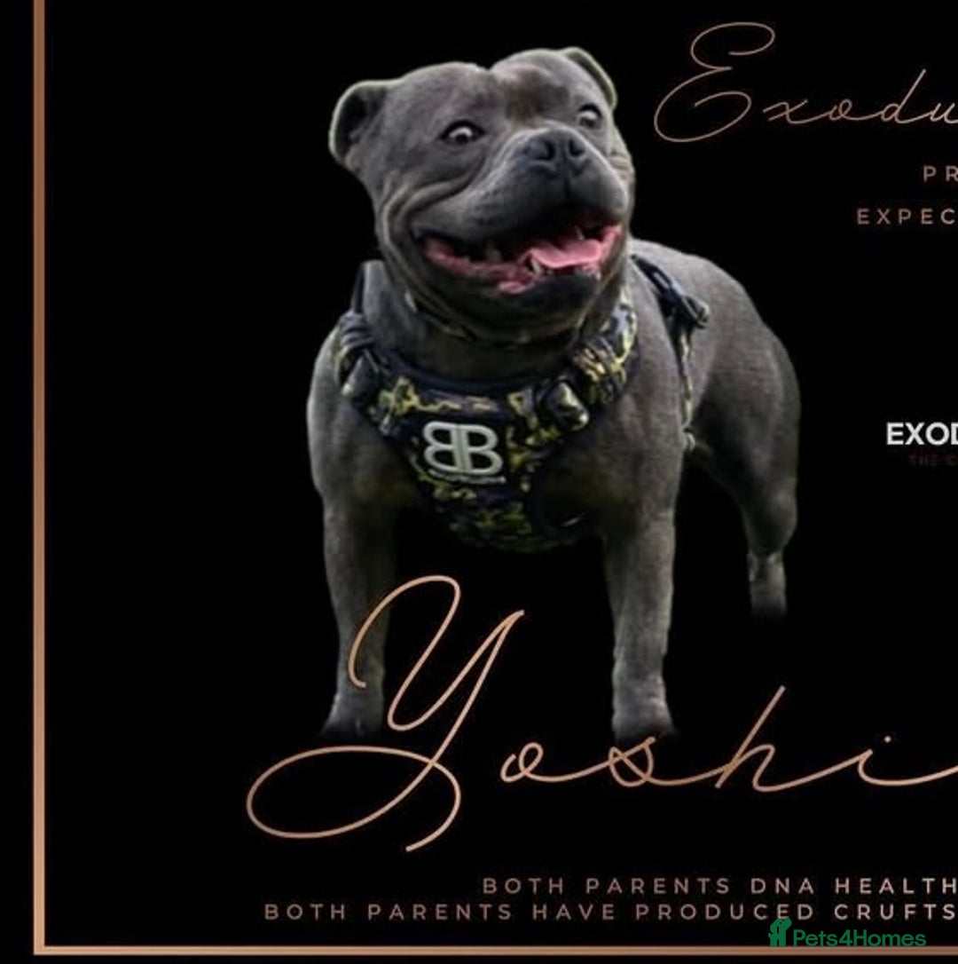 Staffordshire Bull Terrier dogs for sale: 🏆  GRAND CHAMPION Staffordshire Bull Terrier Pups - Image 16