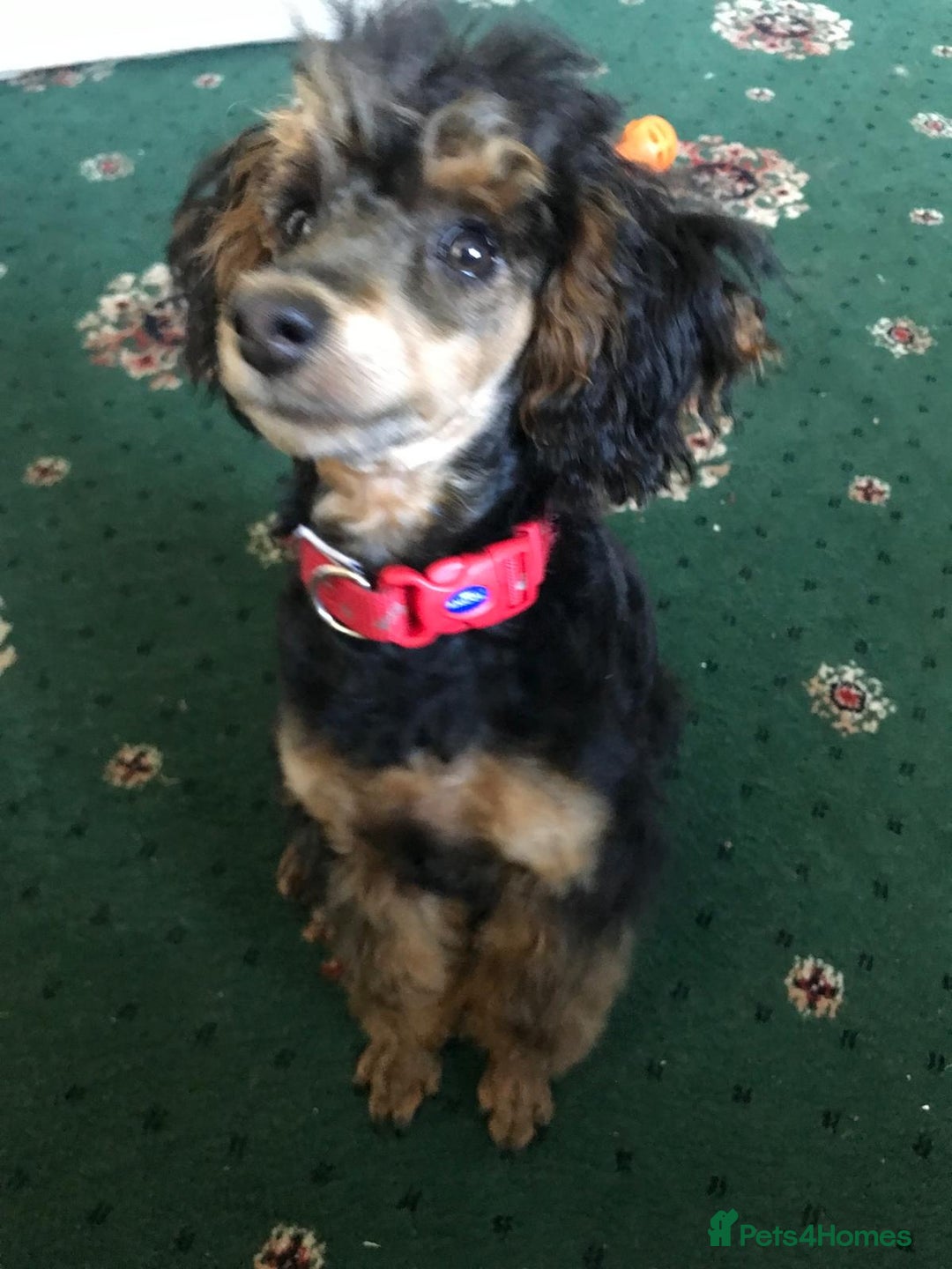 Toy Poodle dogs for sale: KC TOY POODLE PUPS READY FOR FOREVER HOMES - Image 6
