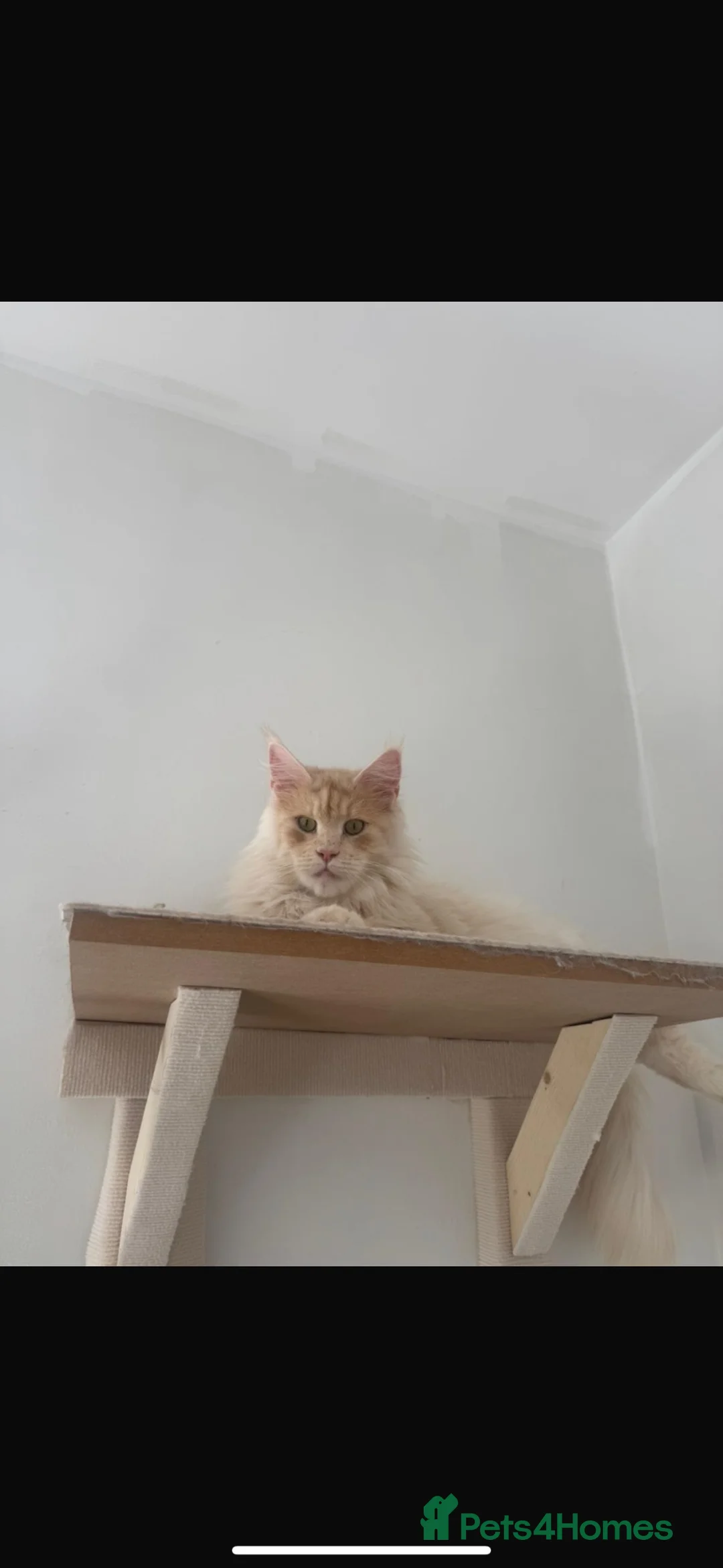 Maine Coon cats for sale: TICA Maine Coons - Advert 10