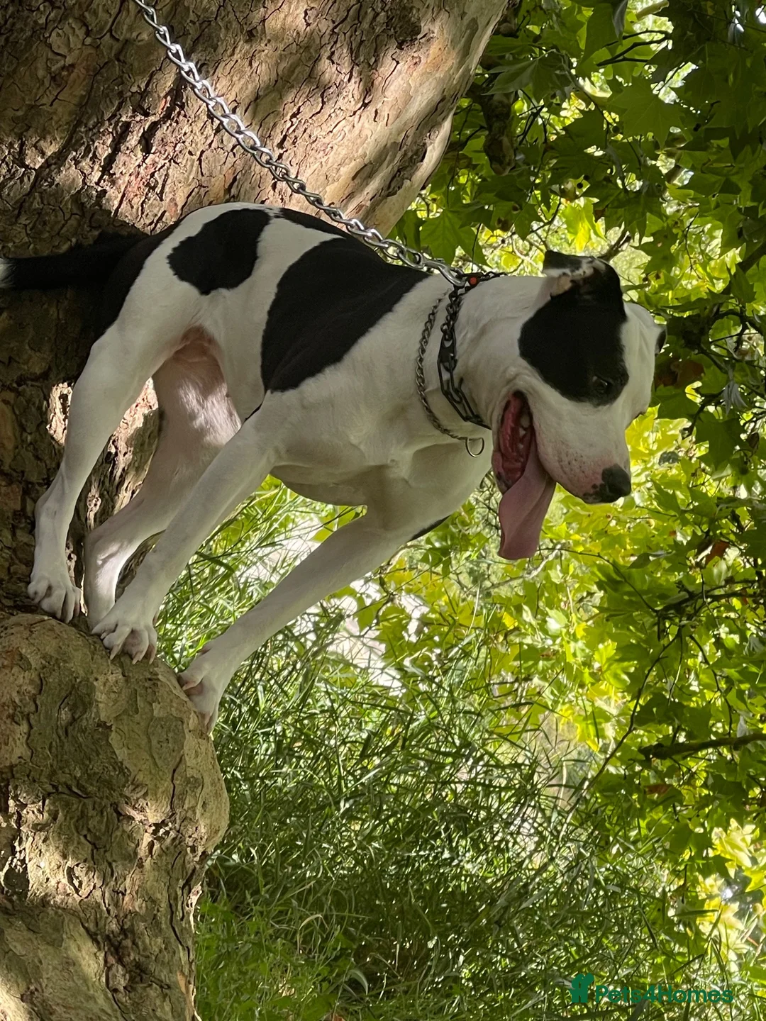 Staffordshire Bull Terrier dogs for sale: Miss Paris (papi)  - Advert 2