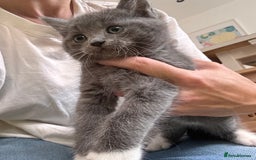 Mixed Breed cats for sale: 4 beautiful kittens ready now - Image 5