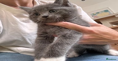 Mixed Breed cats - Advert 8