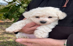 Bichon Frise dogs for sale: Expand-cuddly bichon frise - Image 2