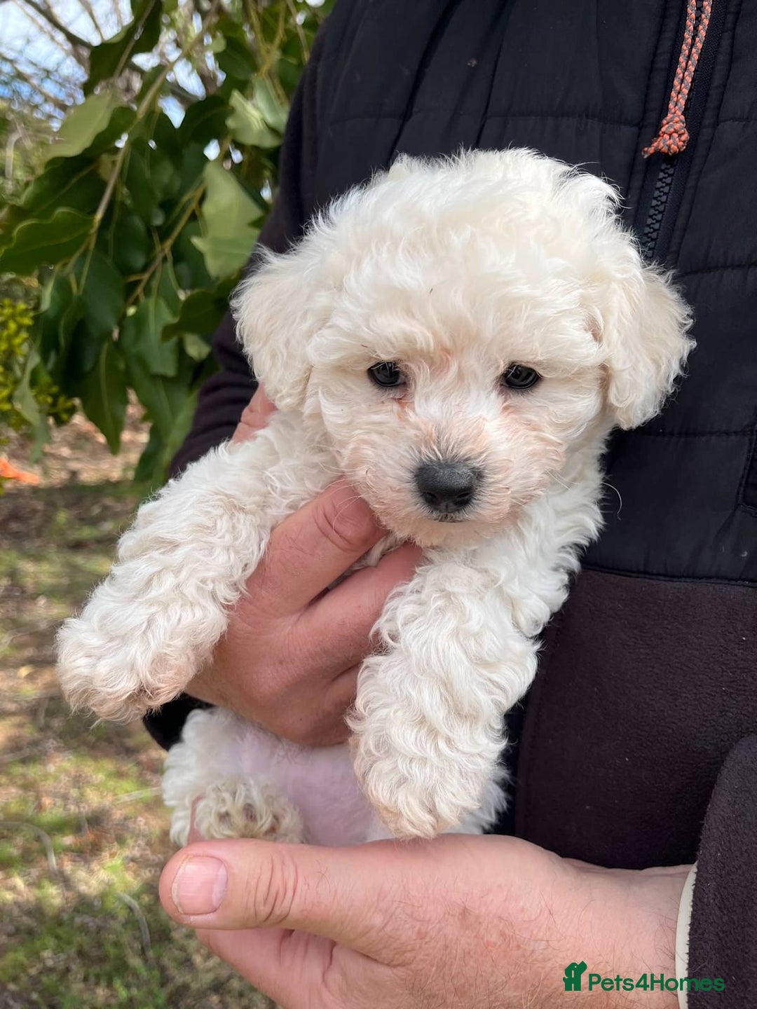 Bichon Frise dogs for sale: Expand-cuddly bichon frise - Image 2