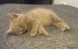 British Shorthair cats for sale: GCCF Registered 5 Generation British Shorthair - Image 12