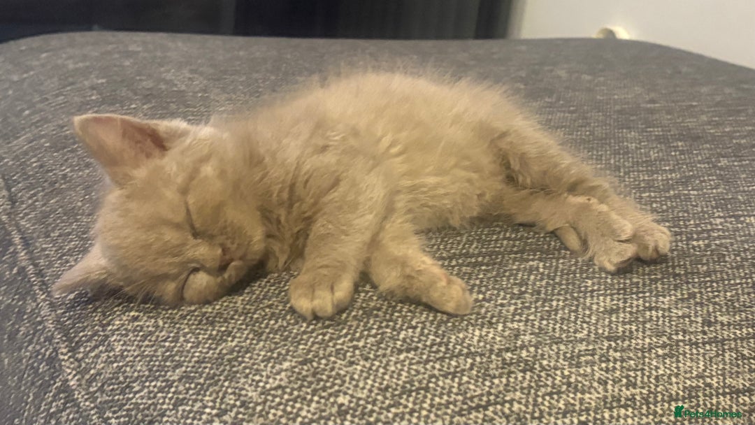 British Shorthair cats for sale: GCCF Registered 5 Generation British Shorthair - Image 12