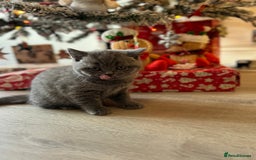 British Shorthair cats for sale: British short hair - Advert 8