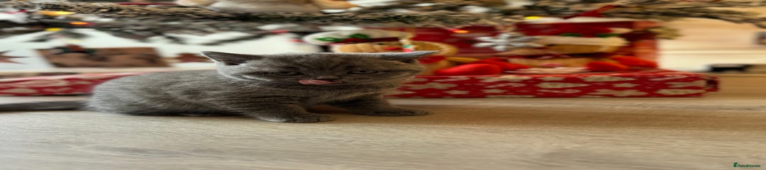 British Shorthair Kitten 2