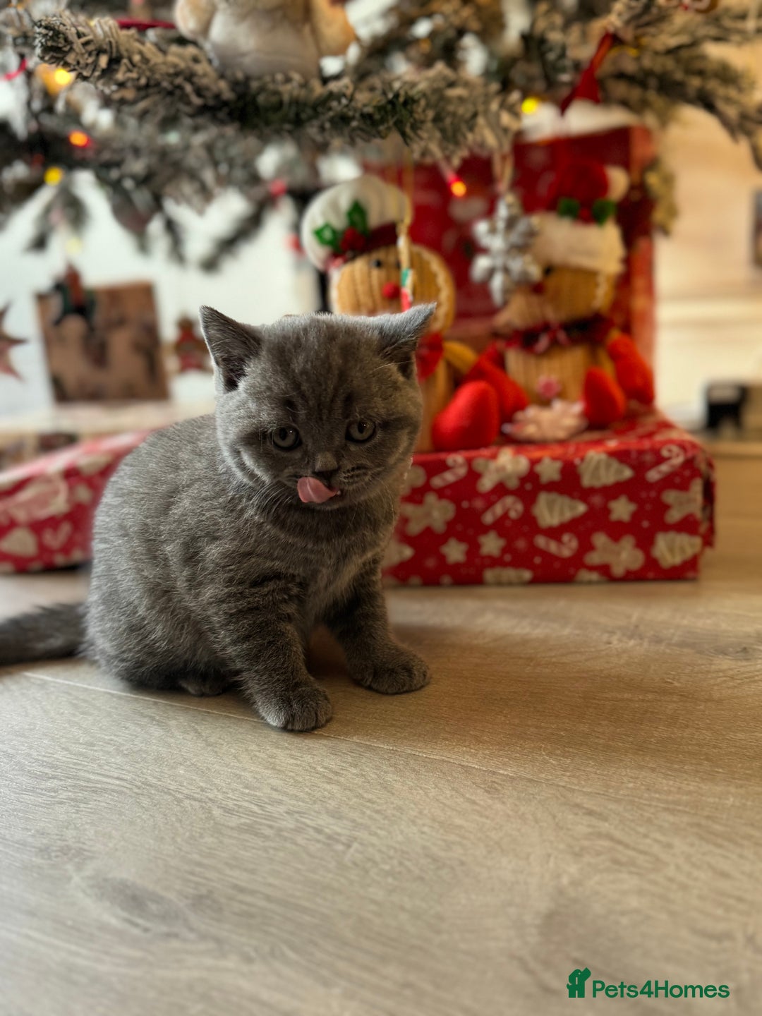 British Shorthair cats for sale: British short hair - Advert 8