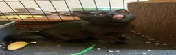 Mixed Breed cats for adoption: Rescue kittens needing forever home - Advert 3