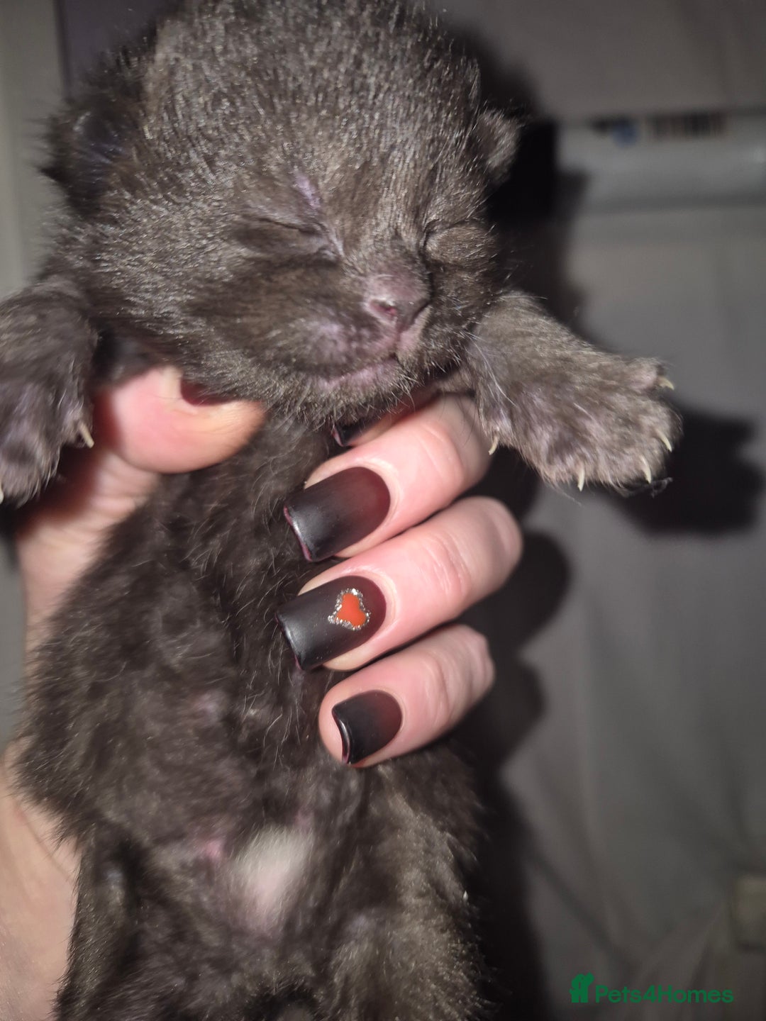 Domestic Shorthair cats for sale: 5 precious kittens - Advert 4