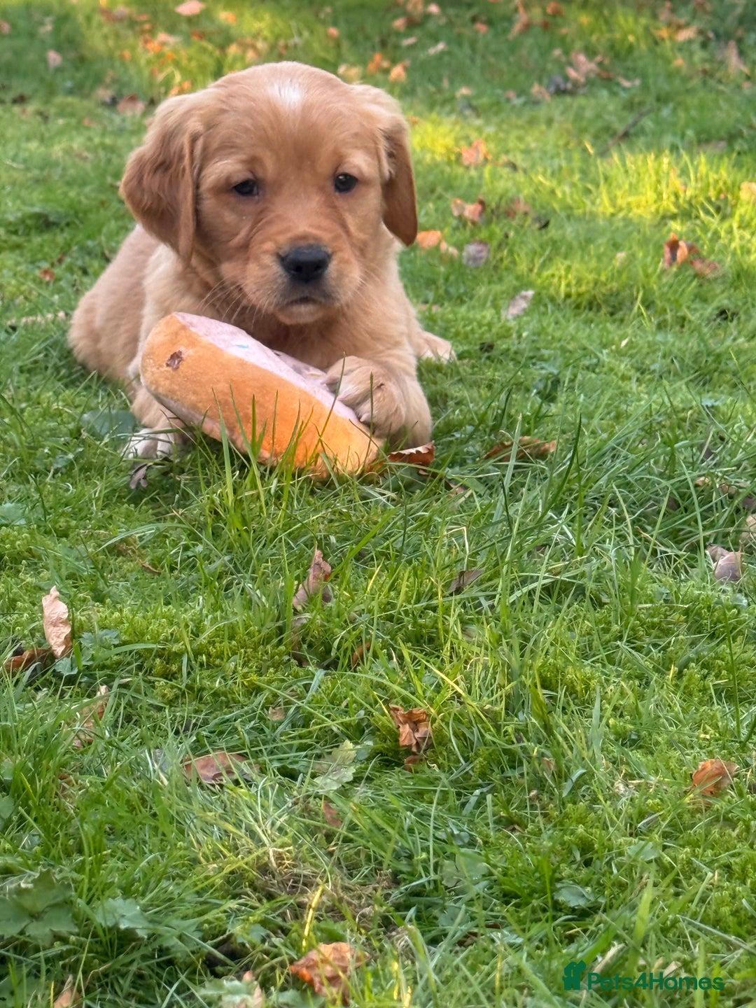 Golden Retriever dogs for sale: KC Working Golden Retriever Pups - Advert 2