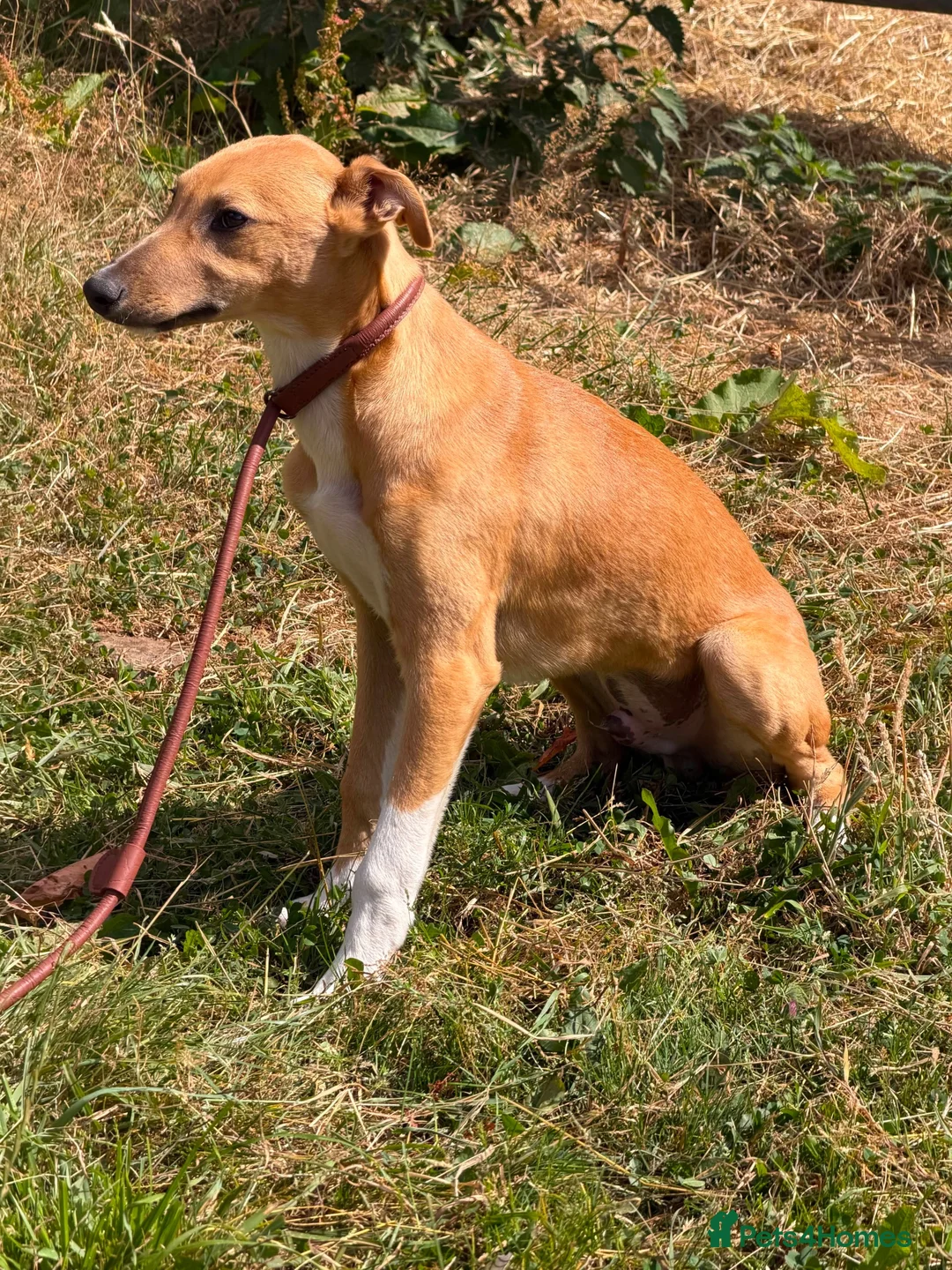 Lurcher dogs for sale: Quality Lurcher pups  - Advert 2