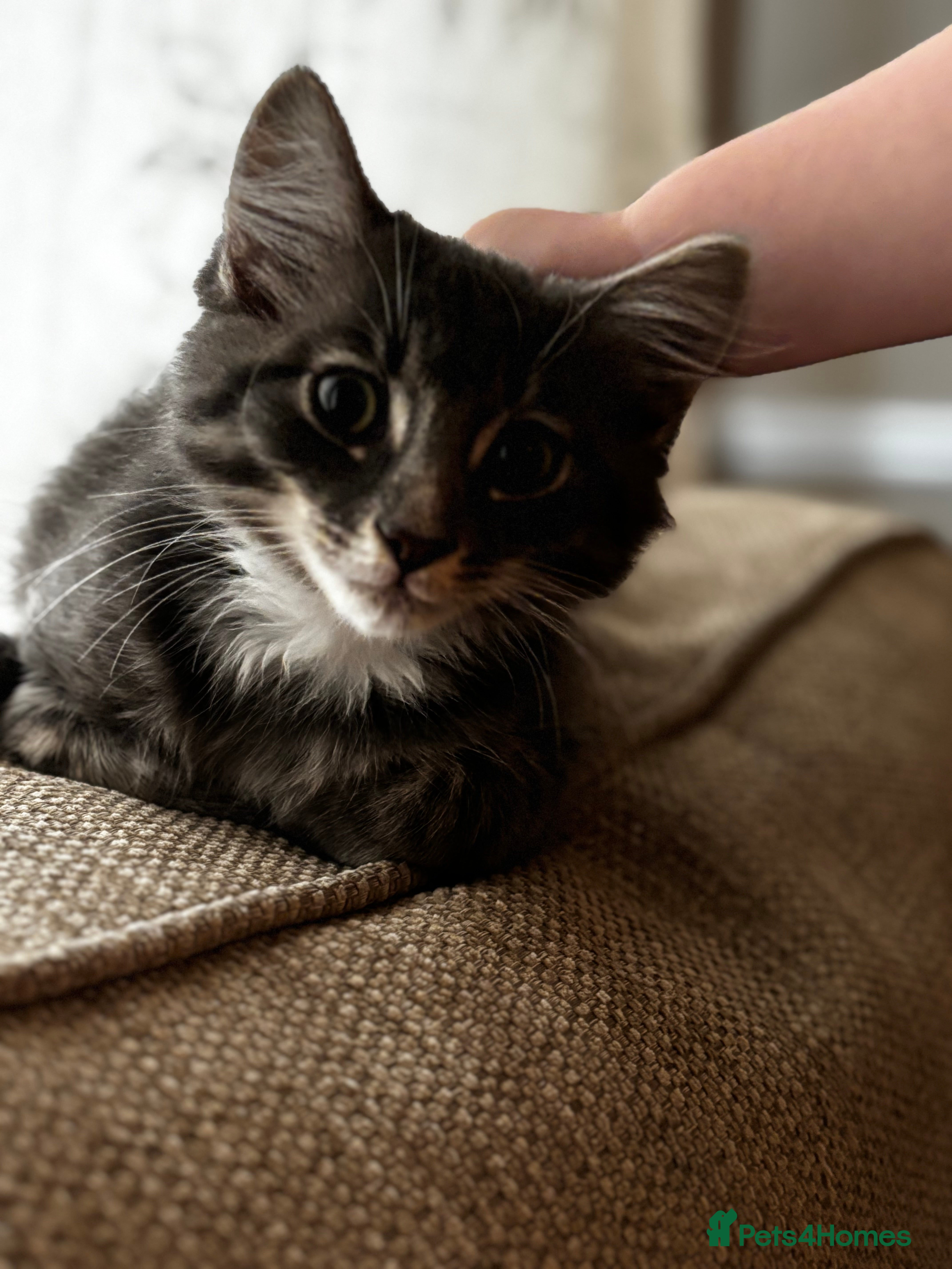 British Longhair cats Gorgeous boy  - Advert 2