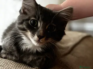 British Longhair cats Gorgeous boy - Advert 13