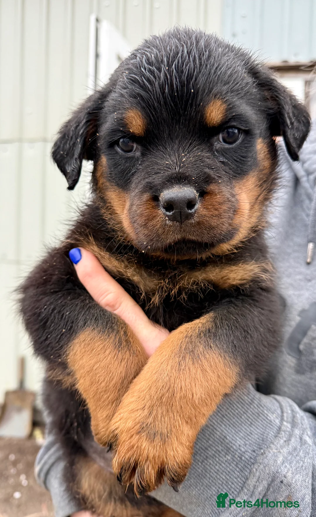 Rottweiler dogs for sale: 5-Generation Kennel Club Rottweiler Puppies  - Advert 16