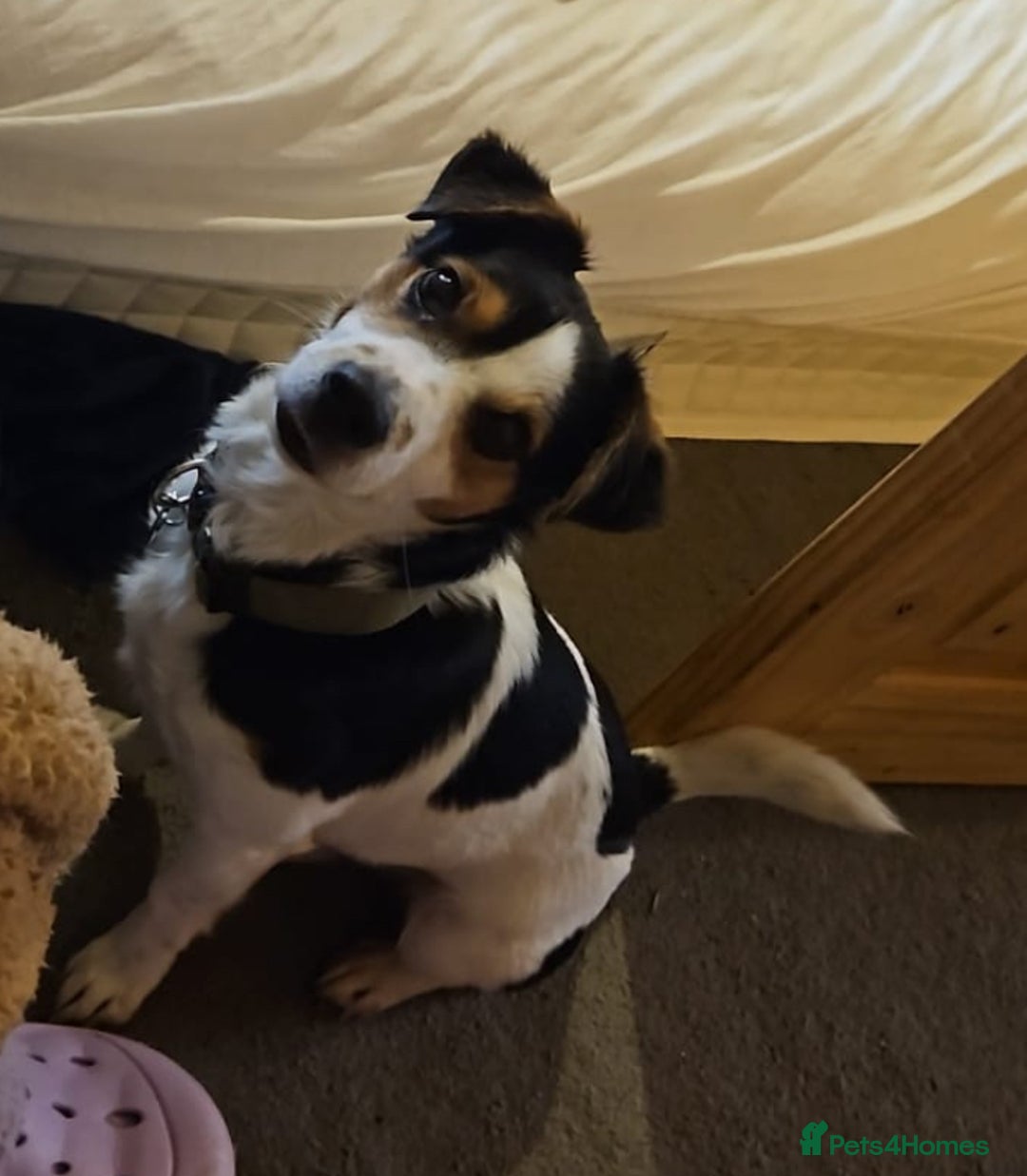 Jack Russell dogs for sale: Jack Russel puppies - Image 11