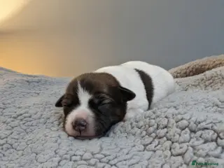 Jack Russell dogs Gorgeous jack Russells - Advert 1