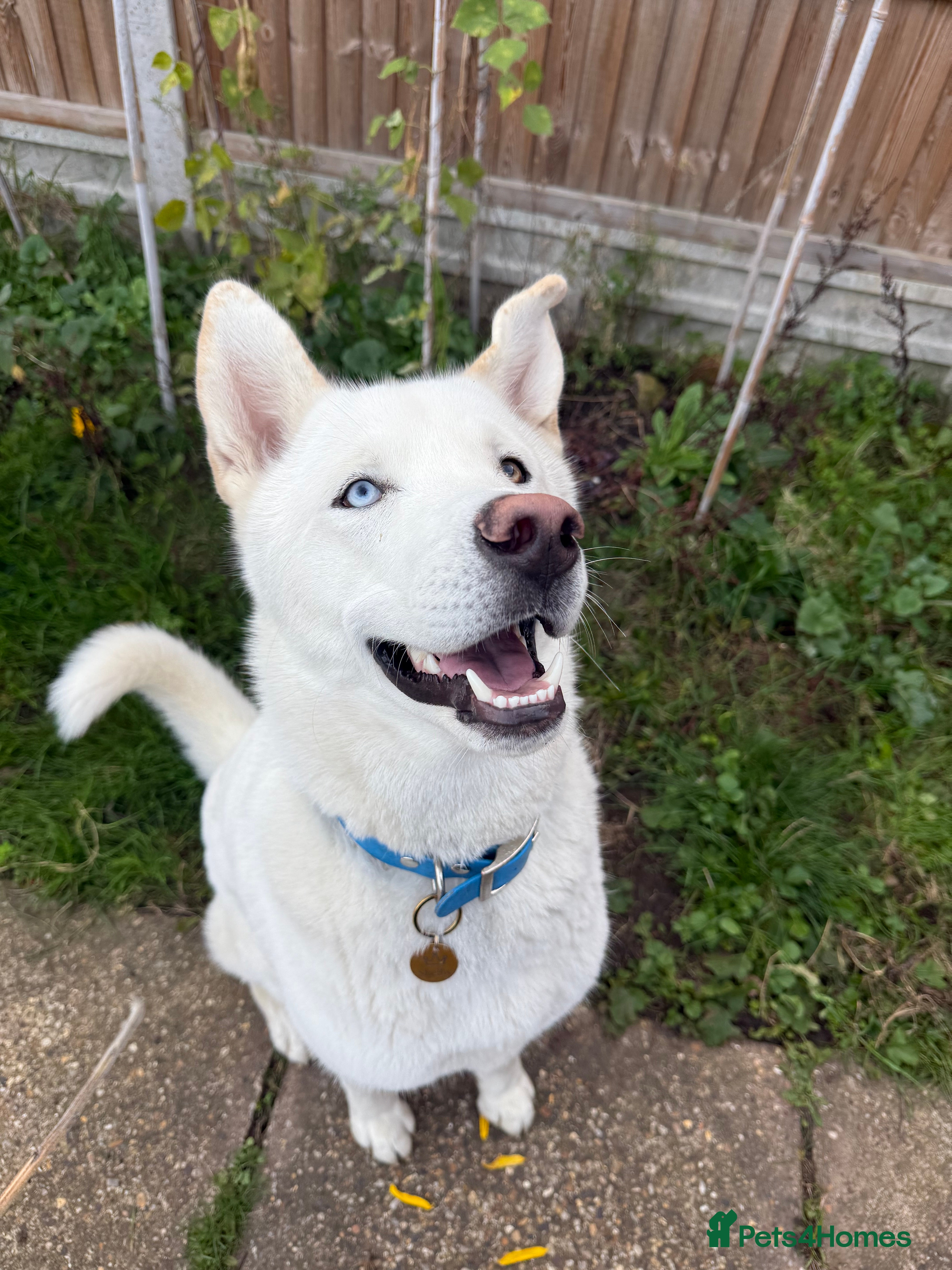 Siberian Husky dogs Stunning all white Husky stud - Advert 1