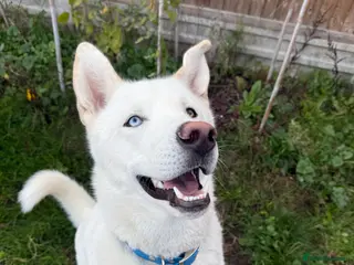 Siberian Husky dogs Stunning all white Husky stud - Advert 1