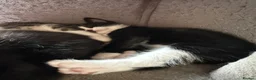 Domestic Shorthair cats for sale: 3 lovely kittens  in Worksop - Advert 3