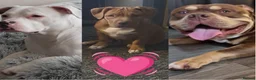 Mixed Breed dogs for sale: Staffy x pocket bully  in Sheffield - Advert 1