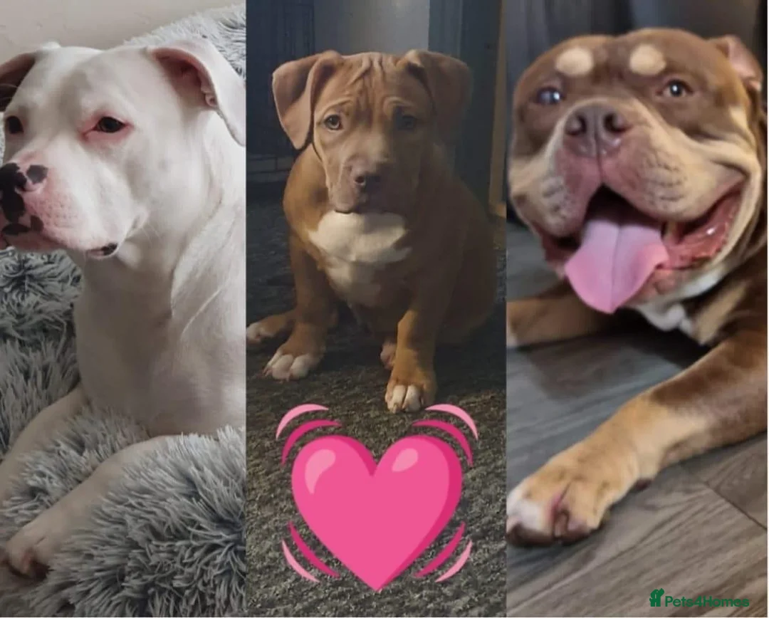 Mixed Breed dogs for sale: Staffy x pocket bully  in Sheffield - Advert 1