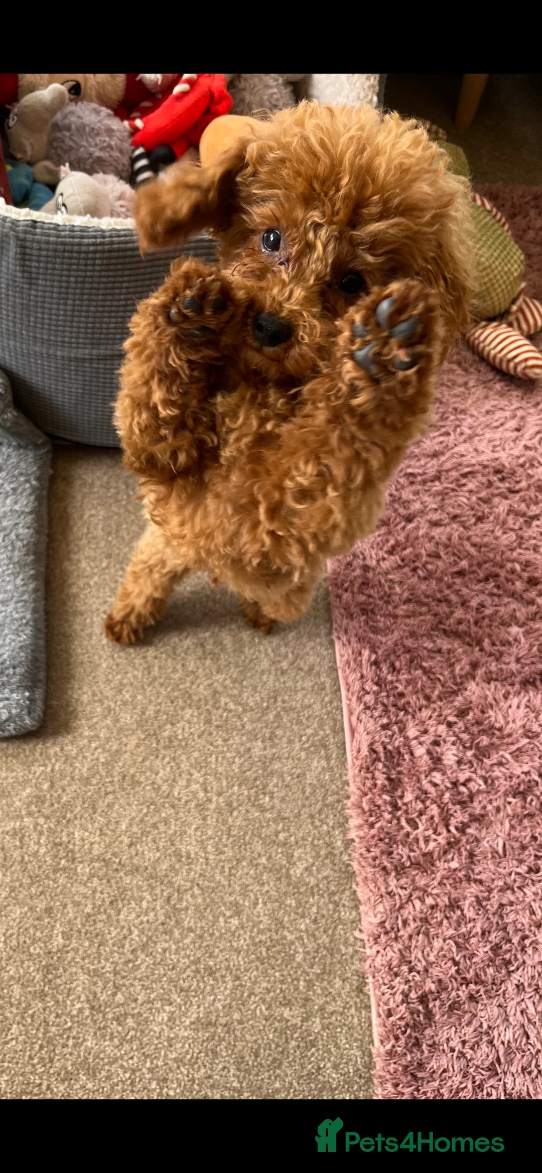 Toy Poodle dogs for stud: KC Red Toy Poodle in Cardigan - Advert 7