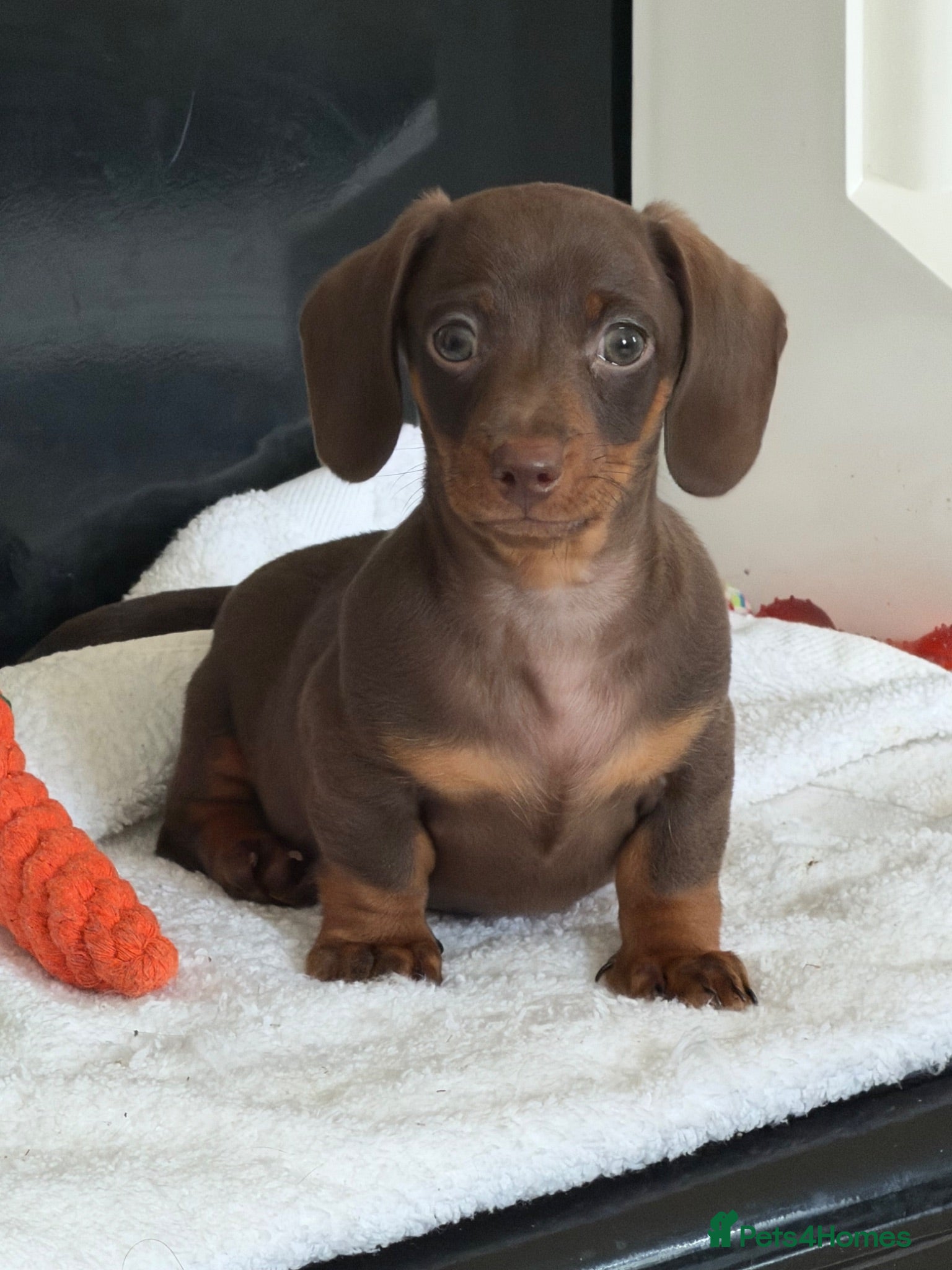 Dachshund dogs Miniature Dachshund Puppies  - Advert 2