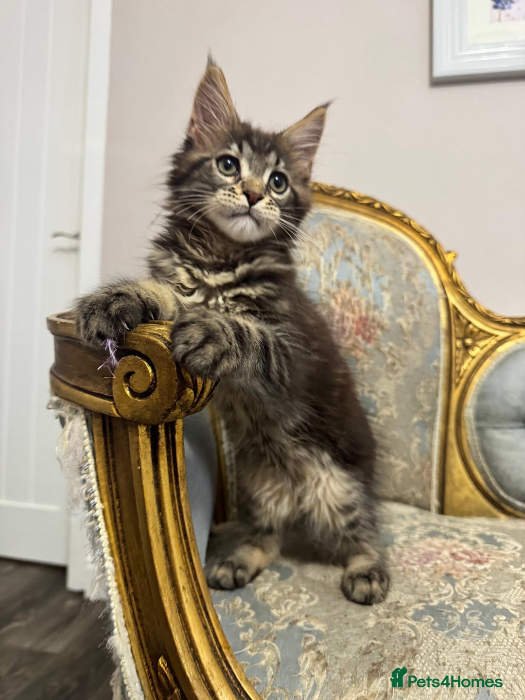 Maine Coon cats for sale: Maine Coon Kittens 🏆 20+ gen 🧬 pedigree 🎄🎄🎄 - Advert 20