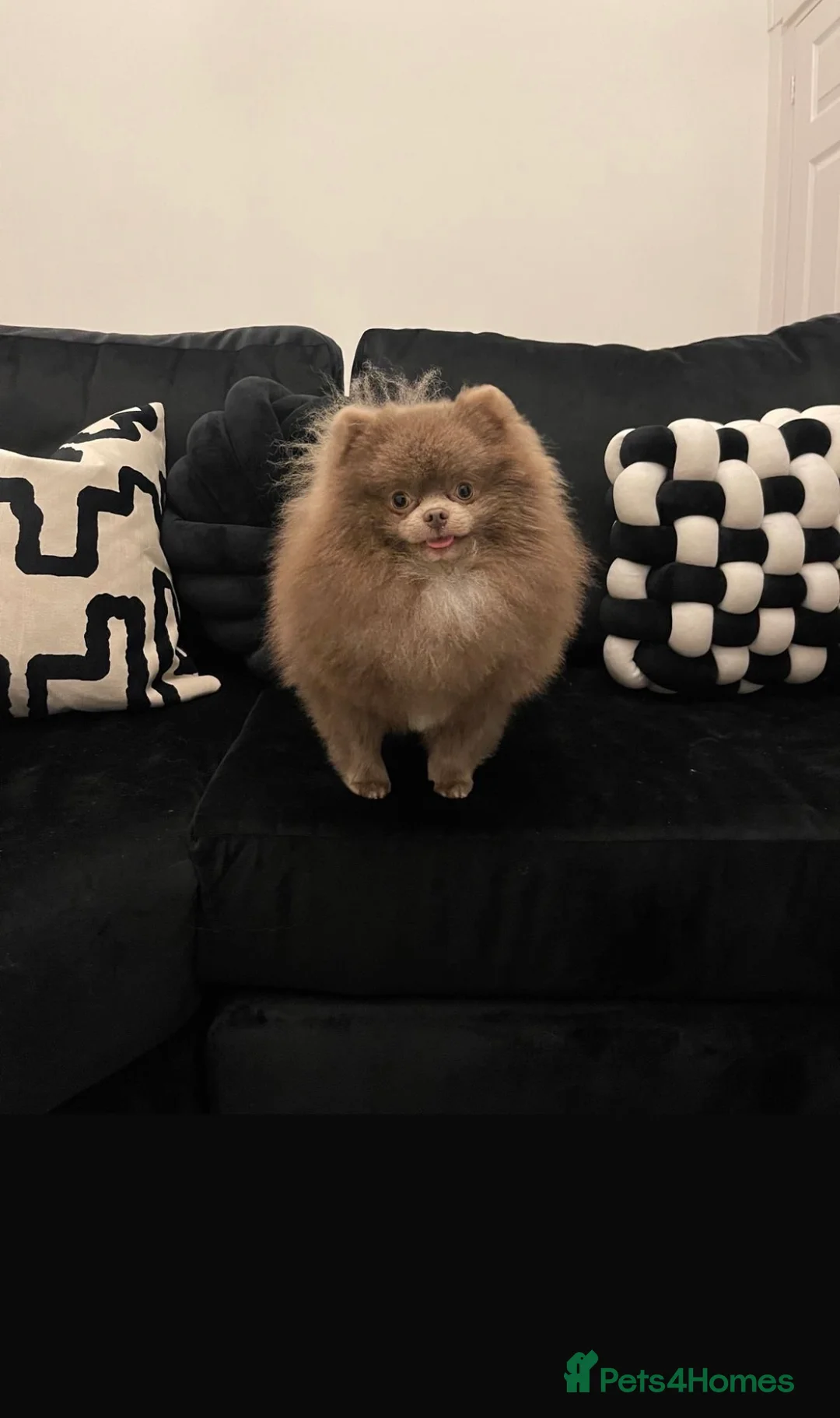 Pomeranian dogs for sale: Beautiful Pomeranian Puppies 🐶 Ready Mothers Day - Advert 2