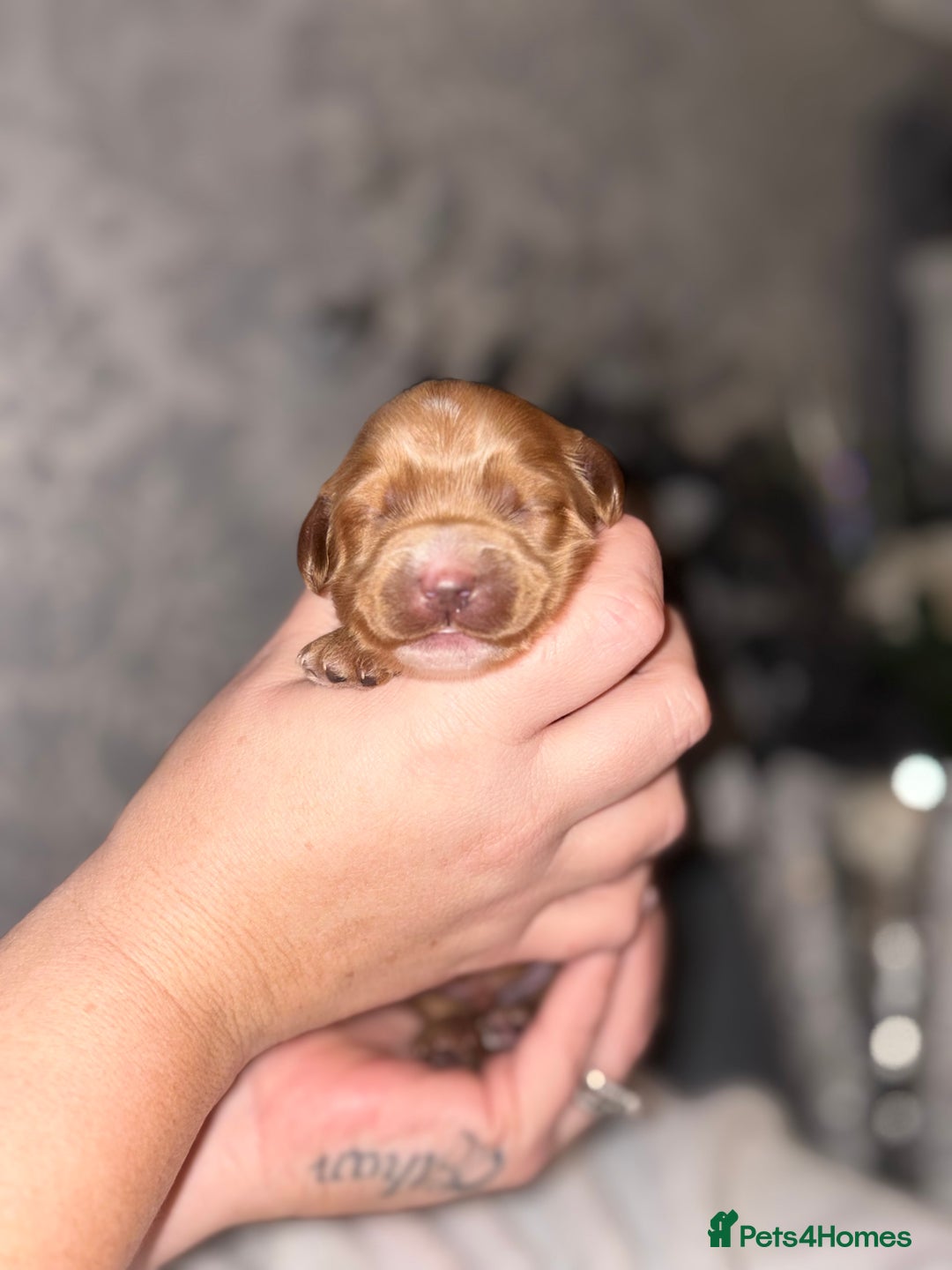 Cockapoo dogs for sale: F1B Cockapoo’s - Advert 10