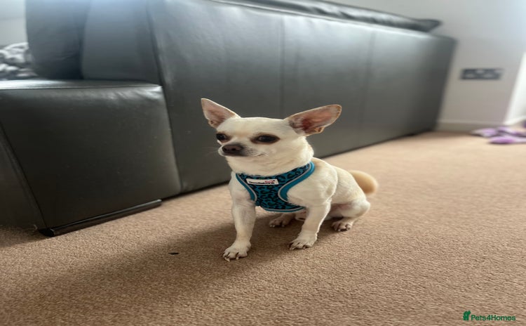 Chihuahua dogs - Advert 5