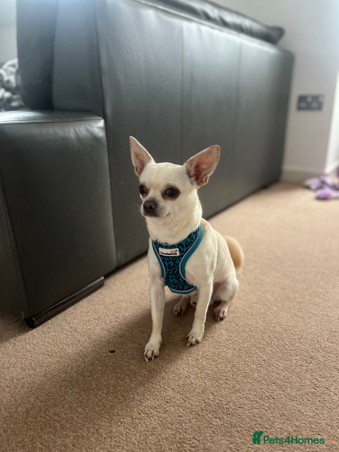 Chihuahua dogs for sale: White Chihuaha Rupert  - Image 1