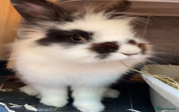 Lionhead rabbits for sale: Beautiful female Lion head rabbit for sale - Image 7