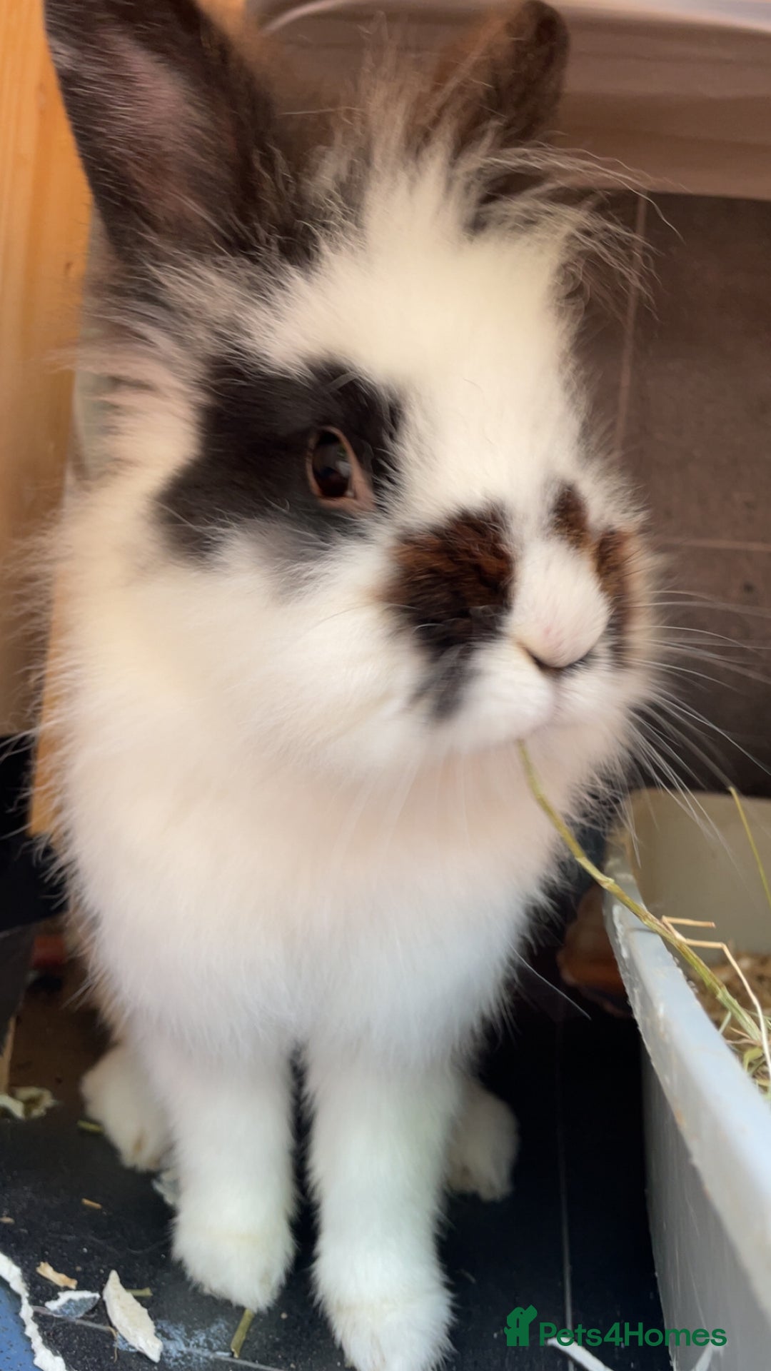 Lionhead rabbits for sale: Beautiful female Lion head rabbit for sale - Image 7