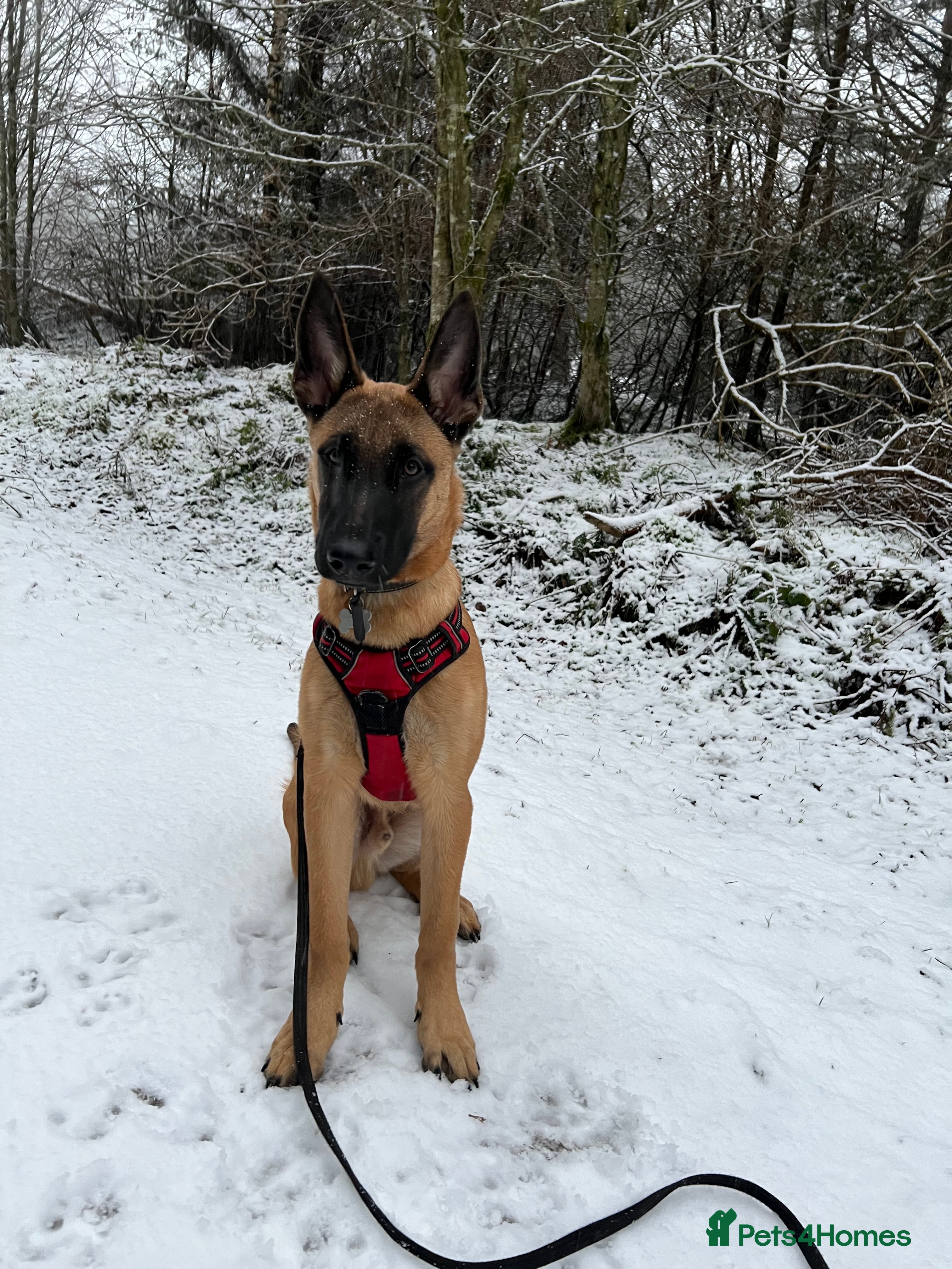 Belgian Shepherd Dog dogs Absolutely stunning 6 month old Belgium malinois - Advert 2