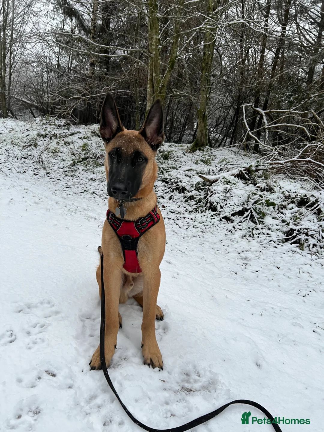 Belgian Shepherd Dog dogs for sale: Absolutely stunning 6 month old Belgium malinois - Advert 1