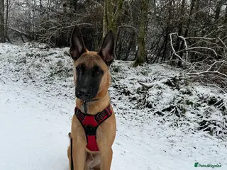 Belgian Shepherd Dog dogs Absolutely stunning 6 month old Belgium malinois - Advert 2