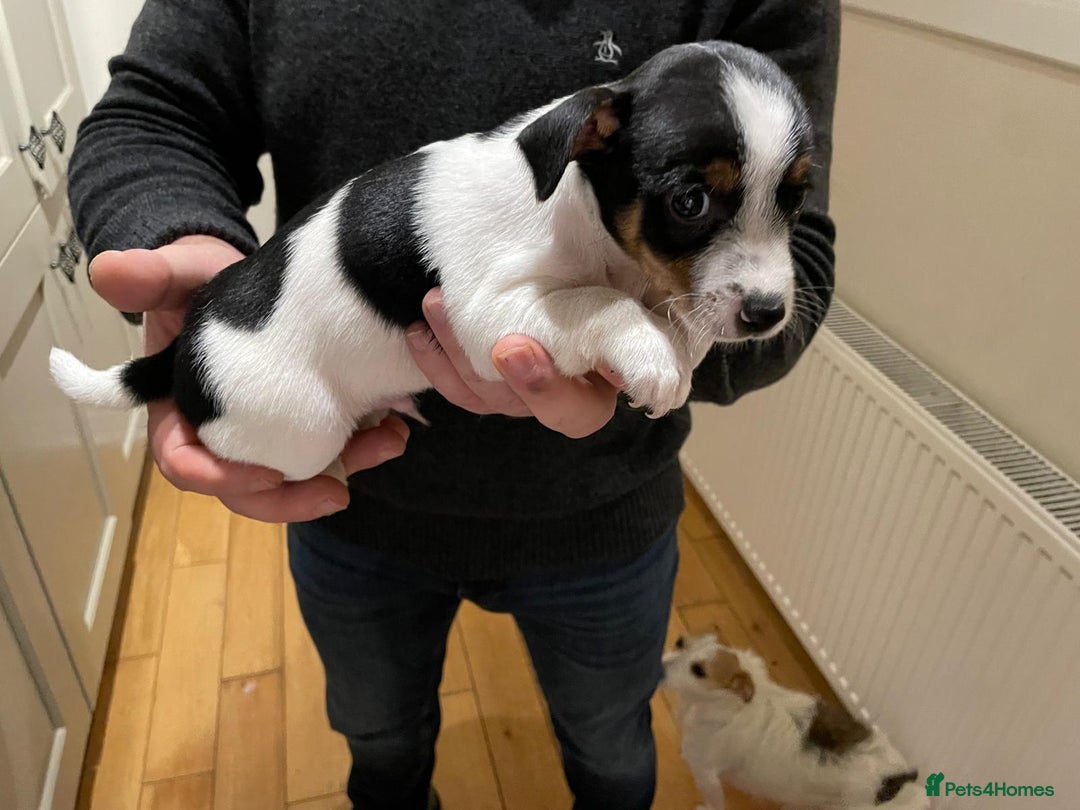 Jack Russell dogs for sale: Short legs Jack Russell  - Advert 8