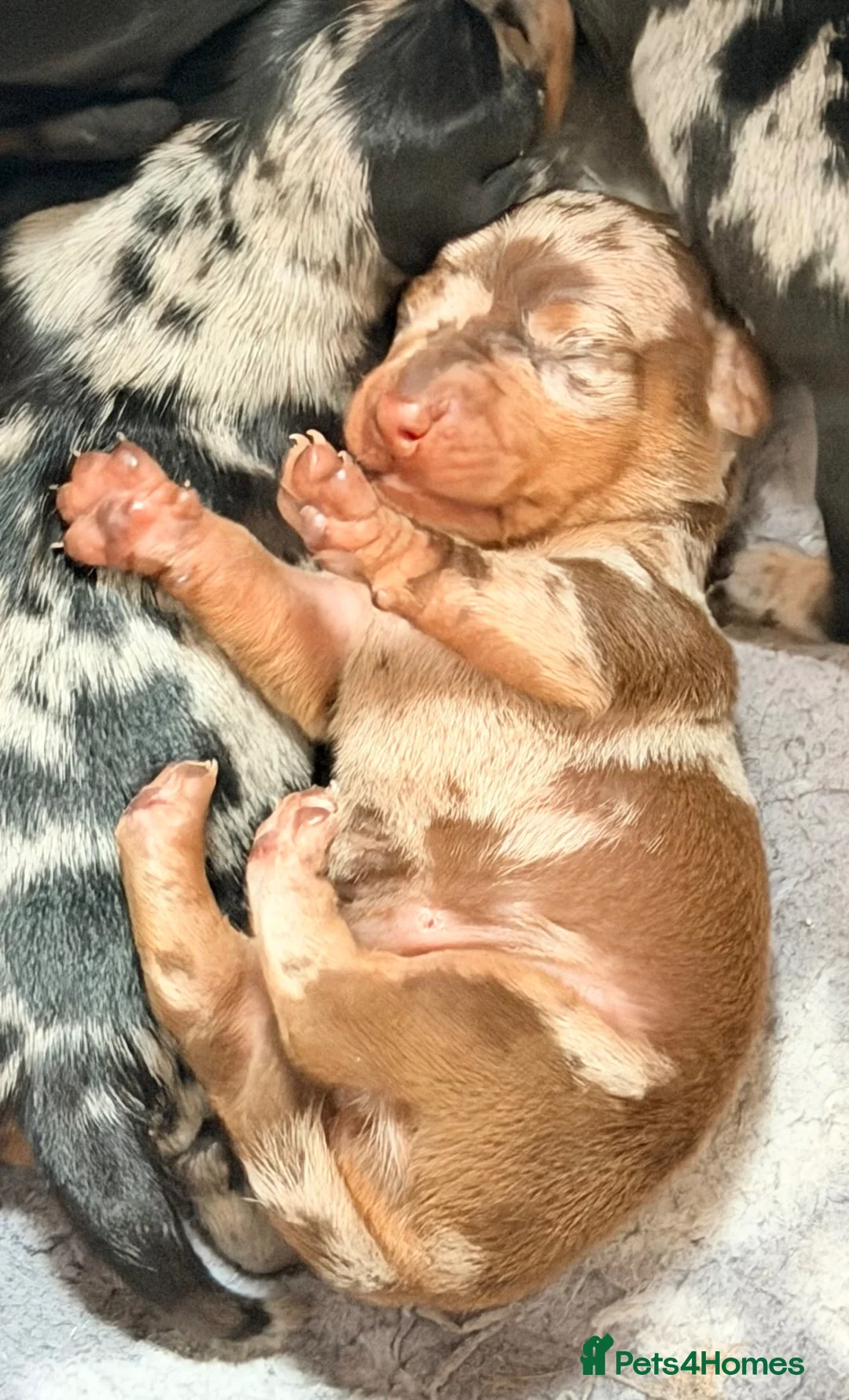 Miniature Dachshund dogs for sale: EXCEPTIONAL QUALITY KC DAPPLE GIRLS - Advert 20