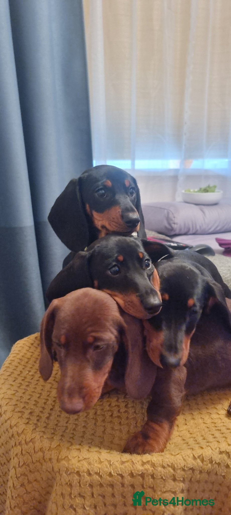 Dachshund dogs Standard dachshund  - Advert 15